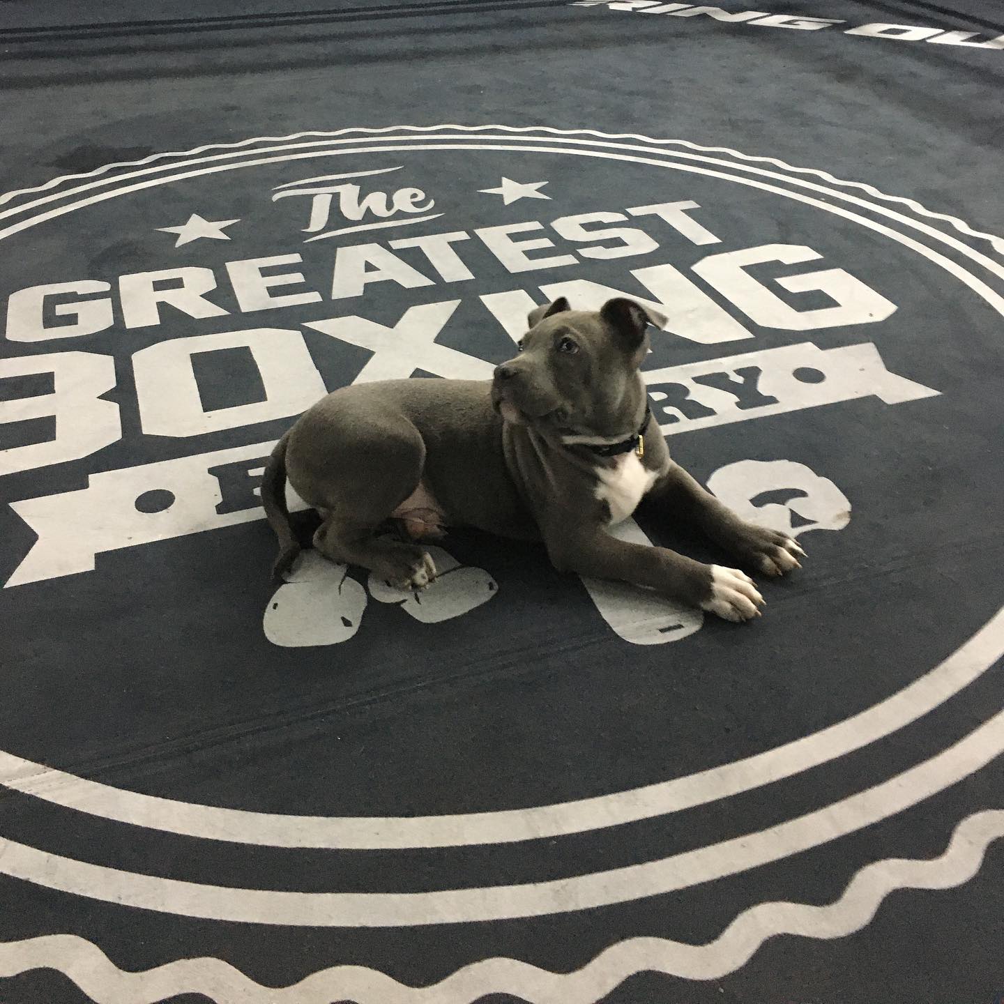 Boxing Factory